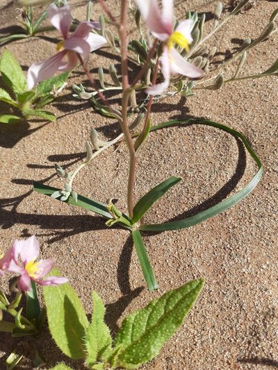 Cyanella ramosissima, photographed by Brian du Preez