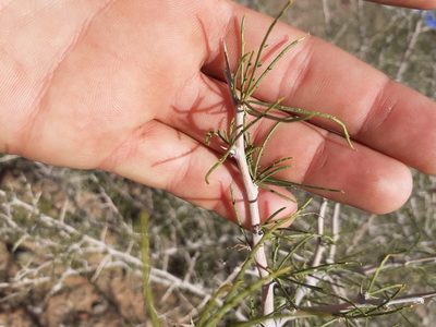 Parkinsonia africana, photographed by Brian du Preez