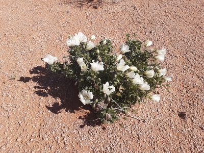 Sarcocaulon spinosum, photographed by Brian du Preez