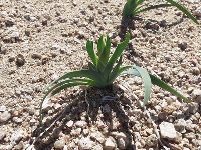 Ferraria variabilis, photographed by Brian du Preez