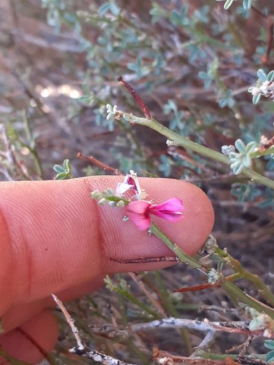 Indigofera pungens, photographed by Brian du Preez