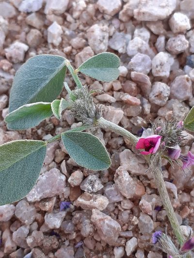 Indigastrum argyroides, photographed by Brian du Preez