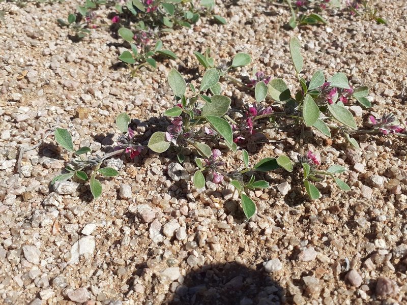 Indigastrum argyroides, photographed by Brian du Preez