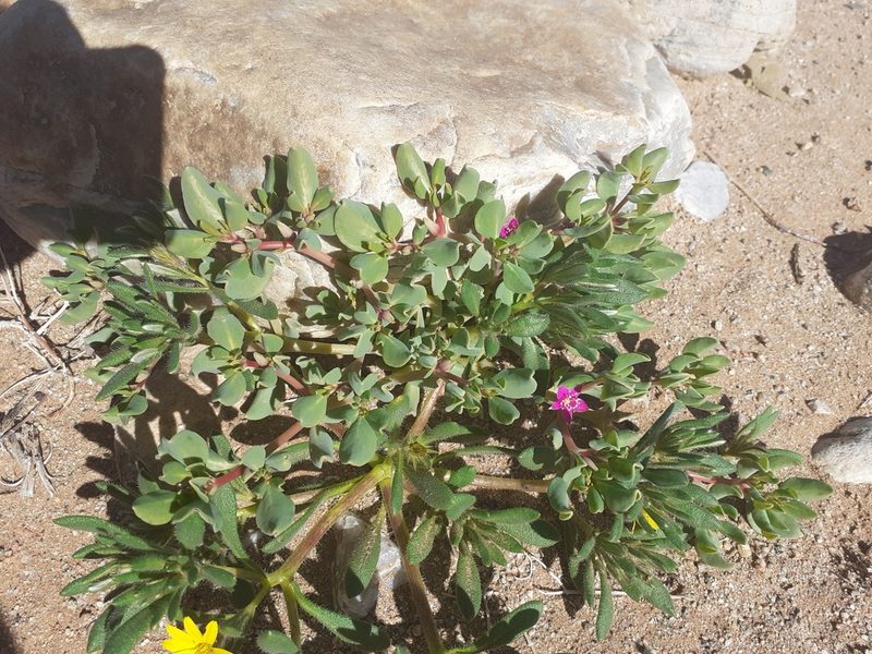 Sesuvium sesuvioides, photographed by Brian du Preez