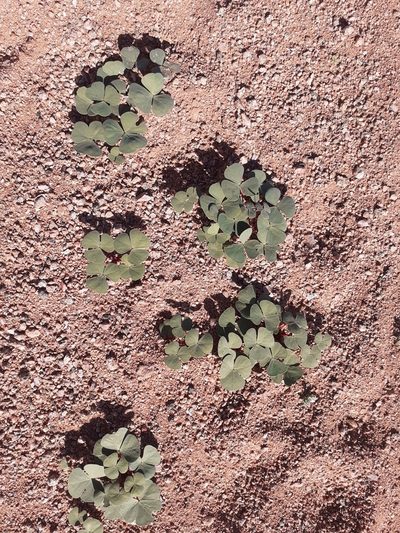 Oxalis psammophila, photographed by Brian du Preez