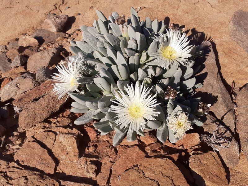 Cheiridopsis robusta, photographed by Brian du Preez
