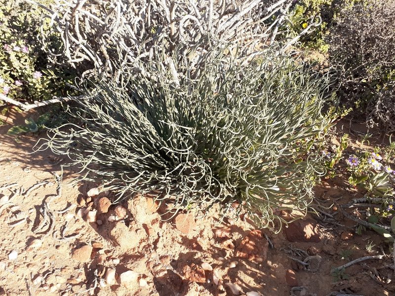 Gethyllis namaquensis, photographed by Brian du Preez