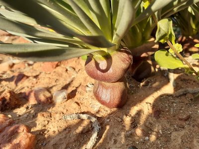Gethyllis namaquensis, photographed by Brian du Preez