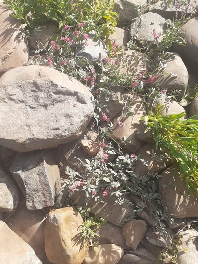 Indigofera auricoma, photographed by Brian du Preez