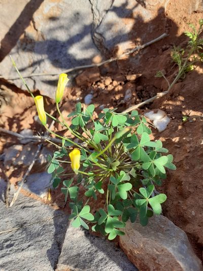 Oxalis haedulipes, photographed by Brian du Preez