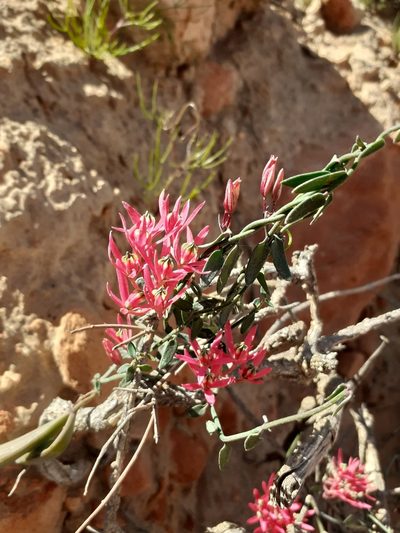 Microloma calycinum, photographed by Brian du Preez