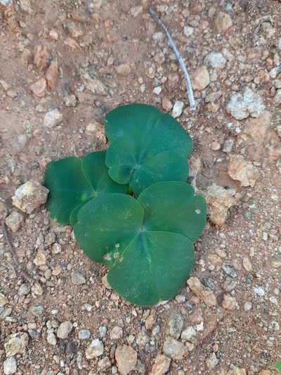 Oxalis magnifolia, photographed by Brian du Preez