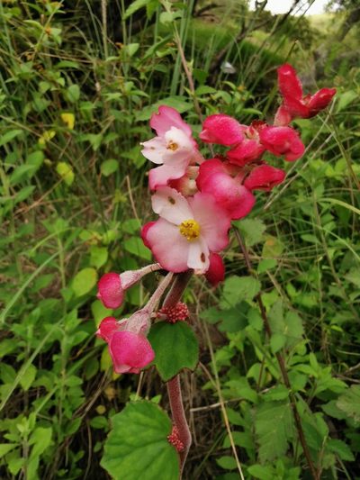 Begonia balmisiana, photographed by Juan Carlos Pérez Magaña