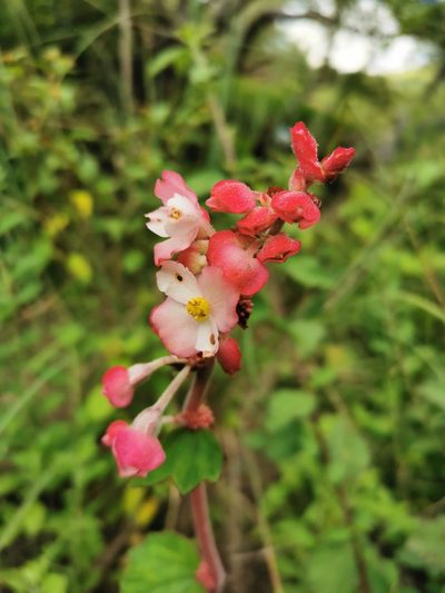 Begonia balmisiana, photographed by Juan Carlos Pérez Magaña
