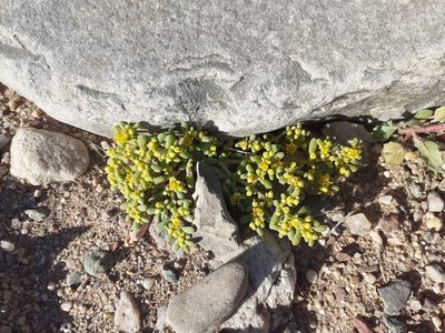 Zygophyllum simplex, photographed by Brian du Preez