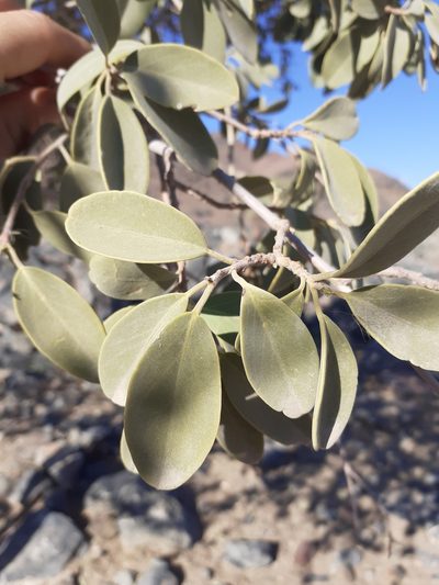 Maerua schinzii, photographed by Brian du Preez