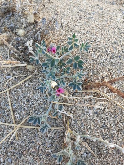 Indigofera gariepensis, photographed by Brian du Preez