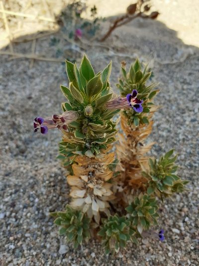Aptosimum viscosum, photographed by Brian du Preez