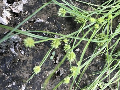 Cyperus squarrosus, photographed by Summit Metro Parks