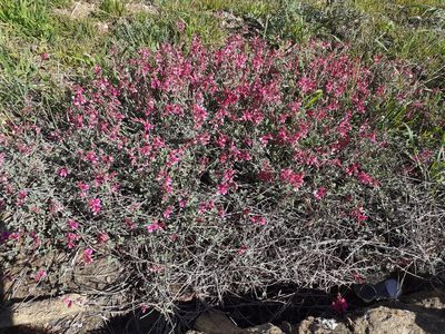 Indigofera meyeriana, photographed by Brian du Preez