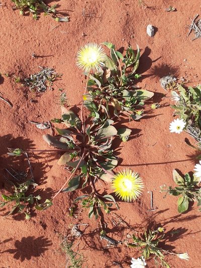 Apatesia helianthoides, photographed by Brian du Preez