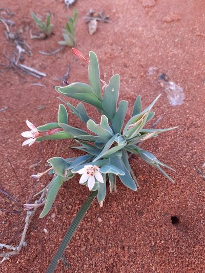 Lapeirousia arenicola, photographed by Brian du Preez
