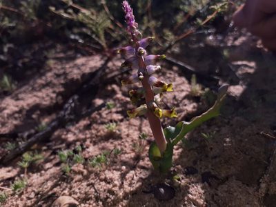 Lachenalia mutabilis, photographed by Brian du Preez