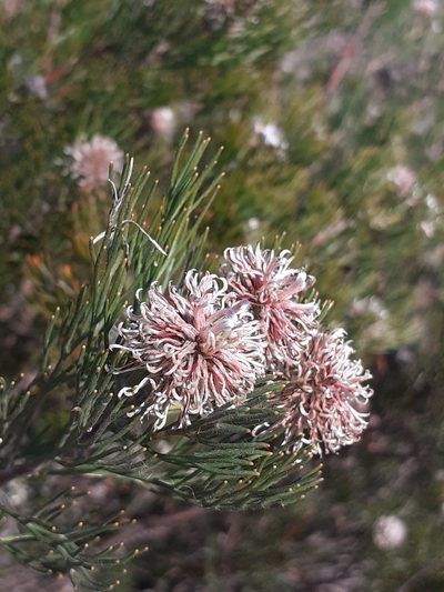 Serruria fucifolia, photographed by Brian du Preez
