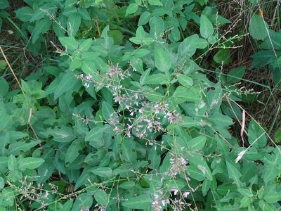 Desmodium perplexum, photographed by Reuven Martin