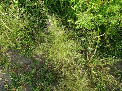 Eragrostis pectinacea, photographed by Reuven Martin