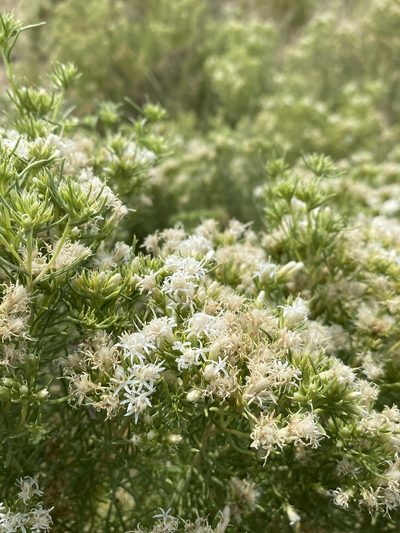 Ericameria albida, photographed by Matt Berger