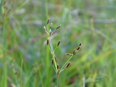 Fimbristylis autumnalis, photographed by Reuven Martin