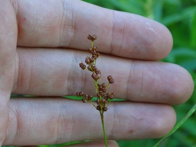 Juncus marginatus, photographed by Reuven Martin