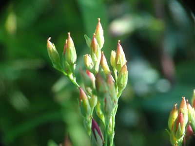 Hypericum majus, photographed by Reuven Martin