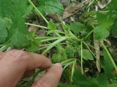Cryptotaenia japonica, photographed by Meng-Ying Tsai