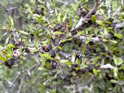 Pittosporum rigidum, photographed by John Barkla