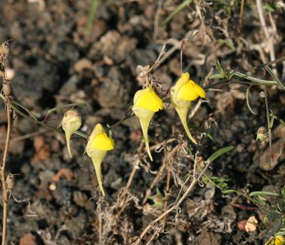 Nanorrhinum heterophyllum, photographed by Sandy Rae