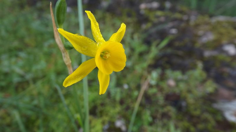 Narcissus flavus, photographed by João Gonçalves
