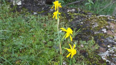Narcissus flavus, photographed by João Gonçalves