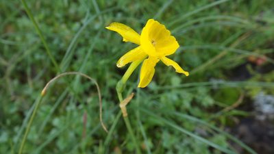 Narcissus flavus, photographed by João Gonçalves