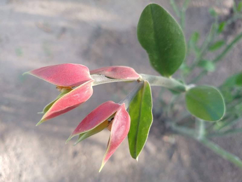 Euphorbia bracteata, photographed by Alexis López Hernández