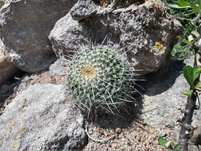 Mammillaria muehlenpfordtii, photographed by Alexis López Hernández