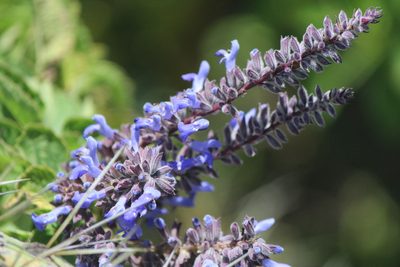 Salvia polystachia, photographed by José Belem Hernández Díaz