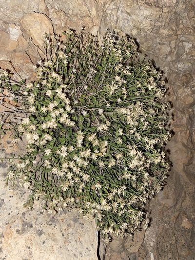 Perityle congesta, photographed by Matt Berger