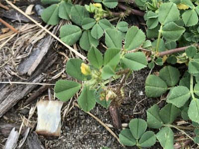 Medicago praecox, photographed by Aaron Liston
