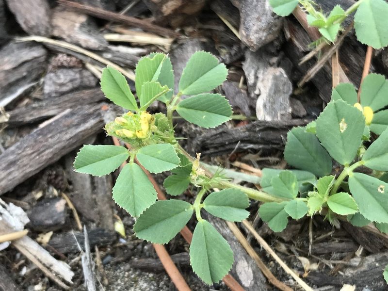 Medicago praecox, photographed by Aaron Liston