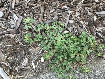 Medicago praecox, photographed by Aaron Liston