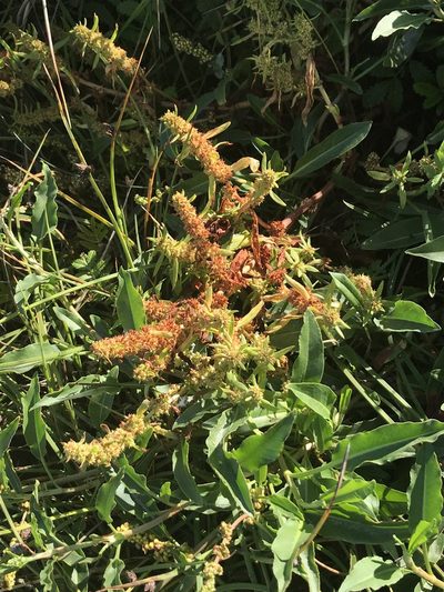 Rumex salicifolius, photographed by Aaron Liston