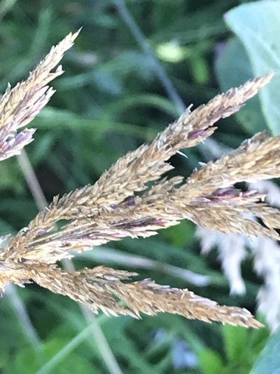 Calamagrostis nutkaensis, photographed by Aaron Liston