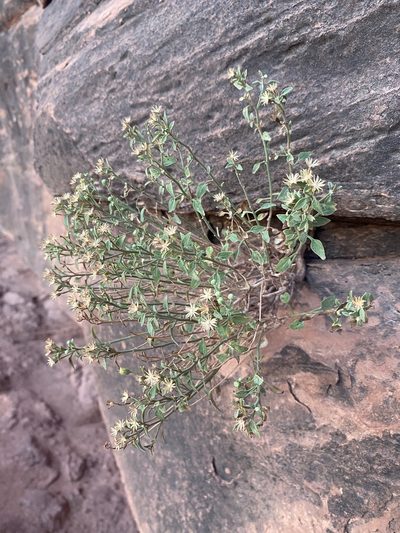 Perityle congesta, photographed by Matt Berger
